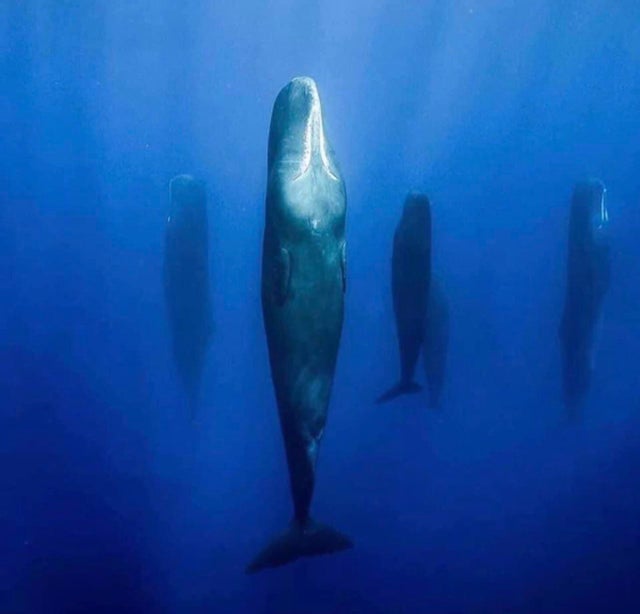 Sixteen Fascinating Photos of Unusual Things - A Sleeping Sperm Whale