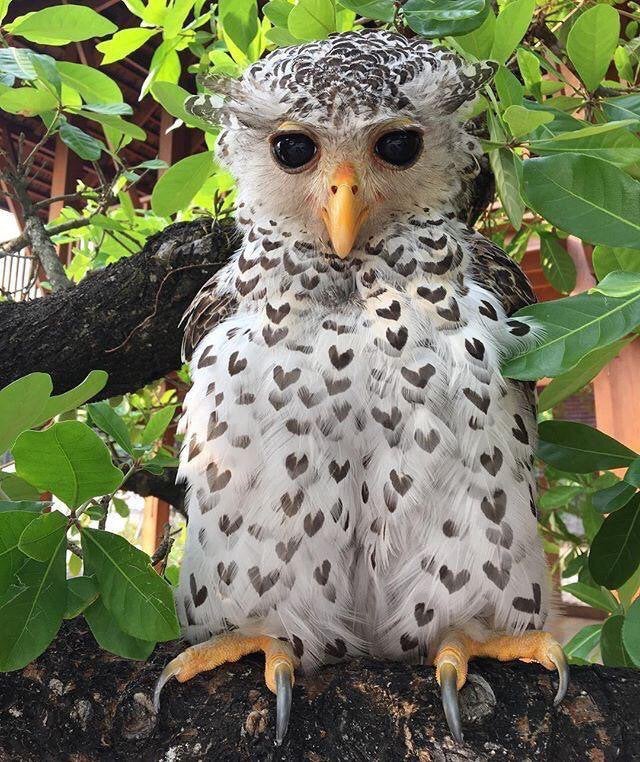 Sixteen Fascinating Photos of Unusual Things - An Owl with its Heart Dress