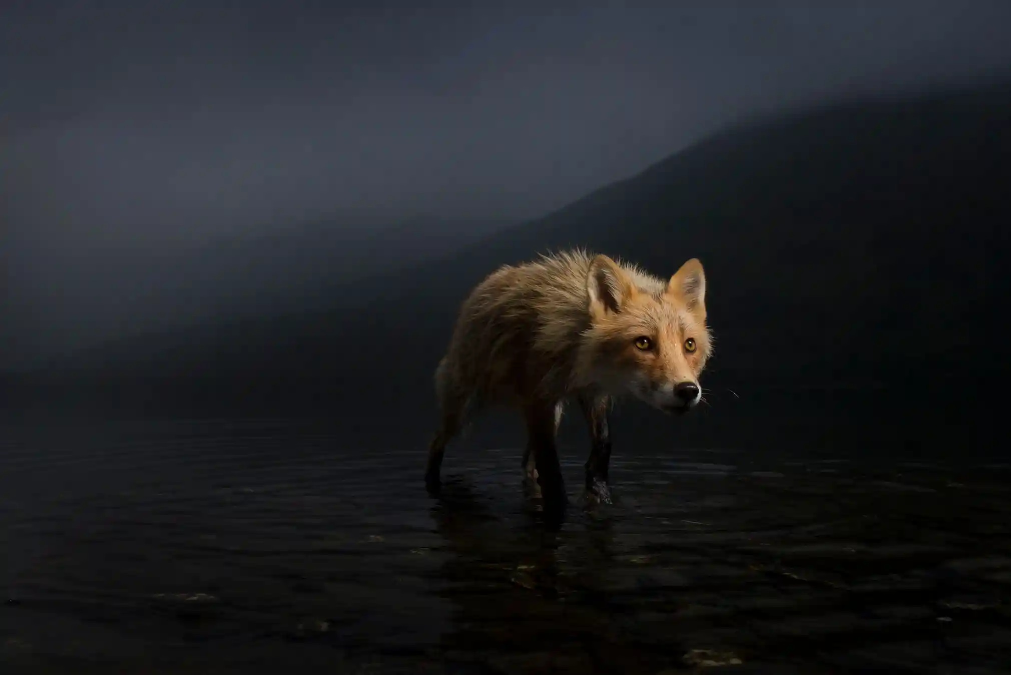 Unglaubliche Tierbilder - Der Sturmfuchs