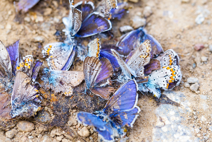 Unglaubliche Entdeckungen, von denen du keine Ahnung hattest - Das Aussterben von Insekten