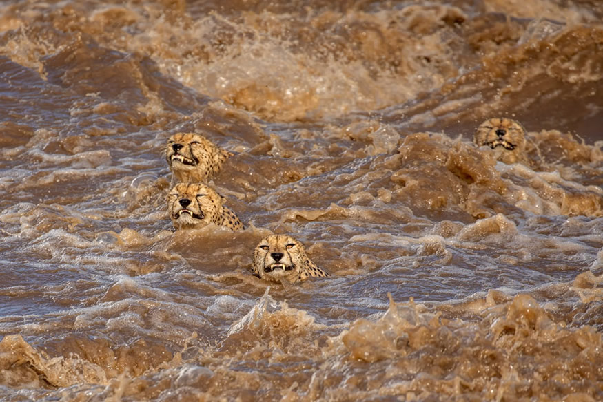 Unglaubliche Tierbilder - Die Schwimmprüfung