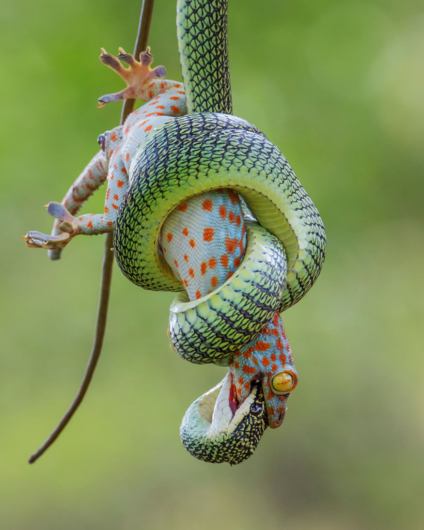 Incroyables Photos de la Vie Sauvage - Une Fin Poignante