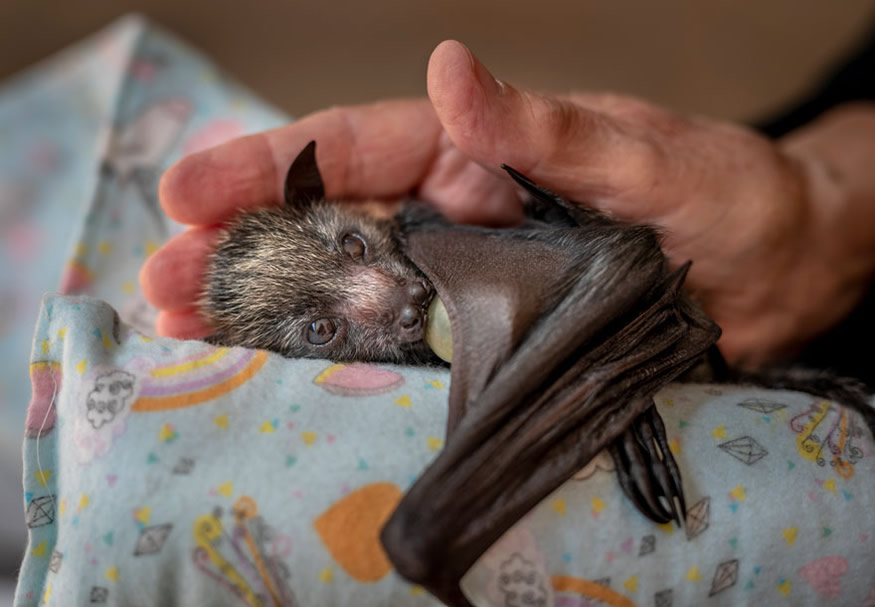 Incroyables Photos de la Vie Sauvage - Une Main Bienveillante