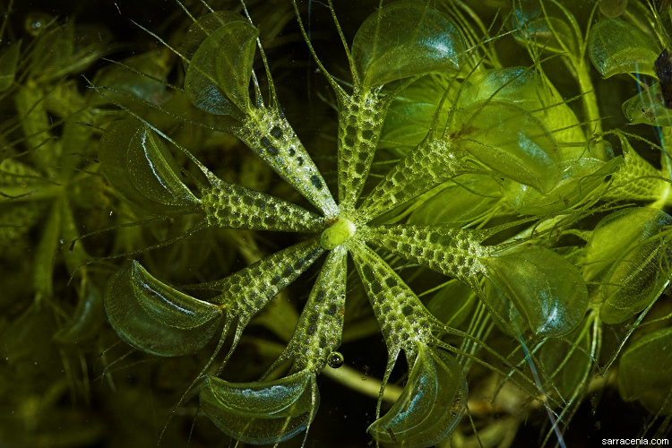 Rueda de agua